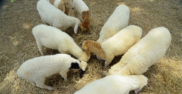 华欣的瑞士绵羊庄园（Swiss Sheep Farm）