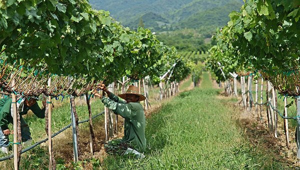 华欣葡萄园（HUA HIN HILLS VINEYARD）